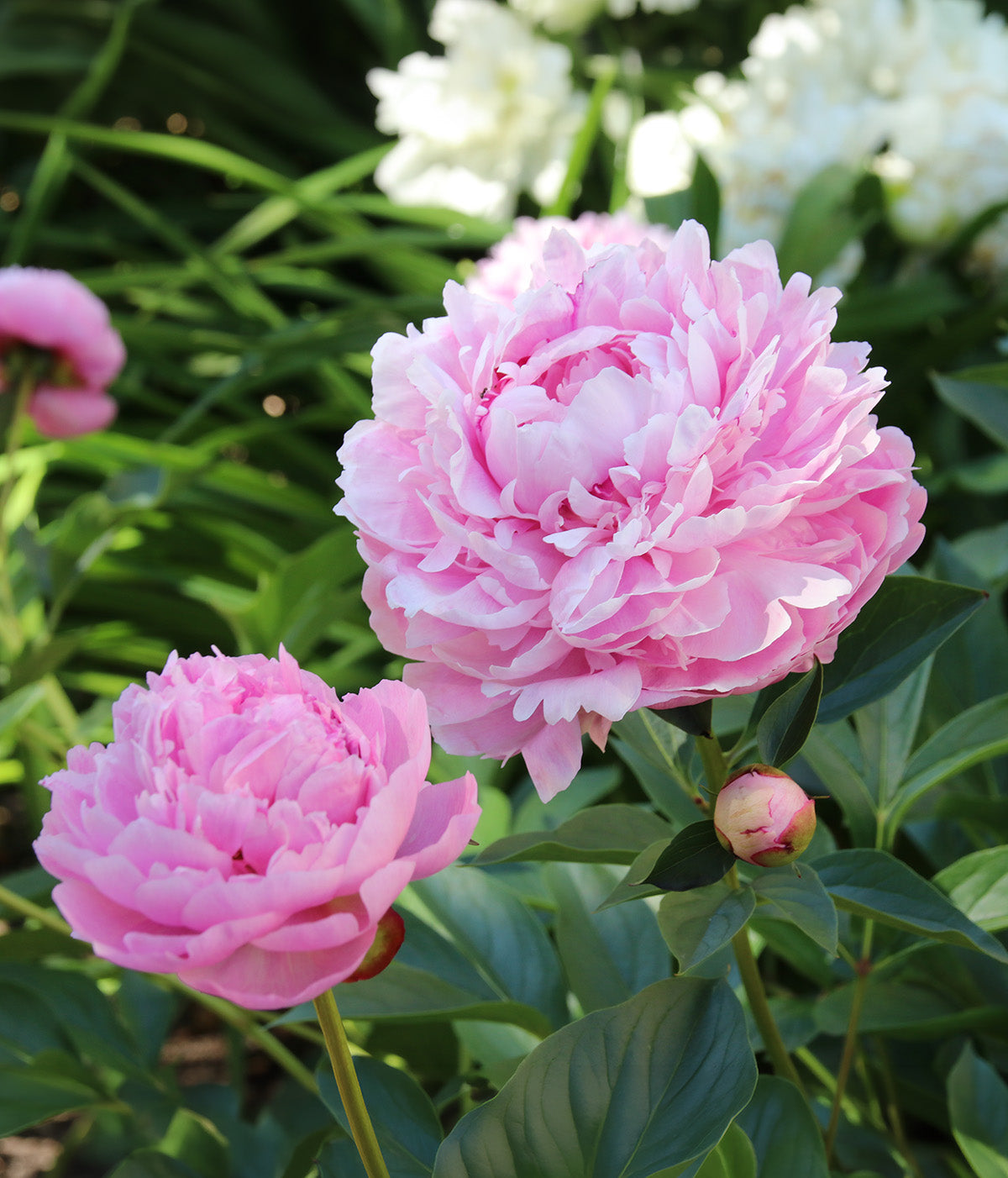 Sarah Bernhardt Peony - 1 root division