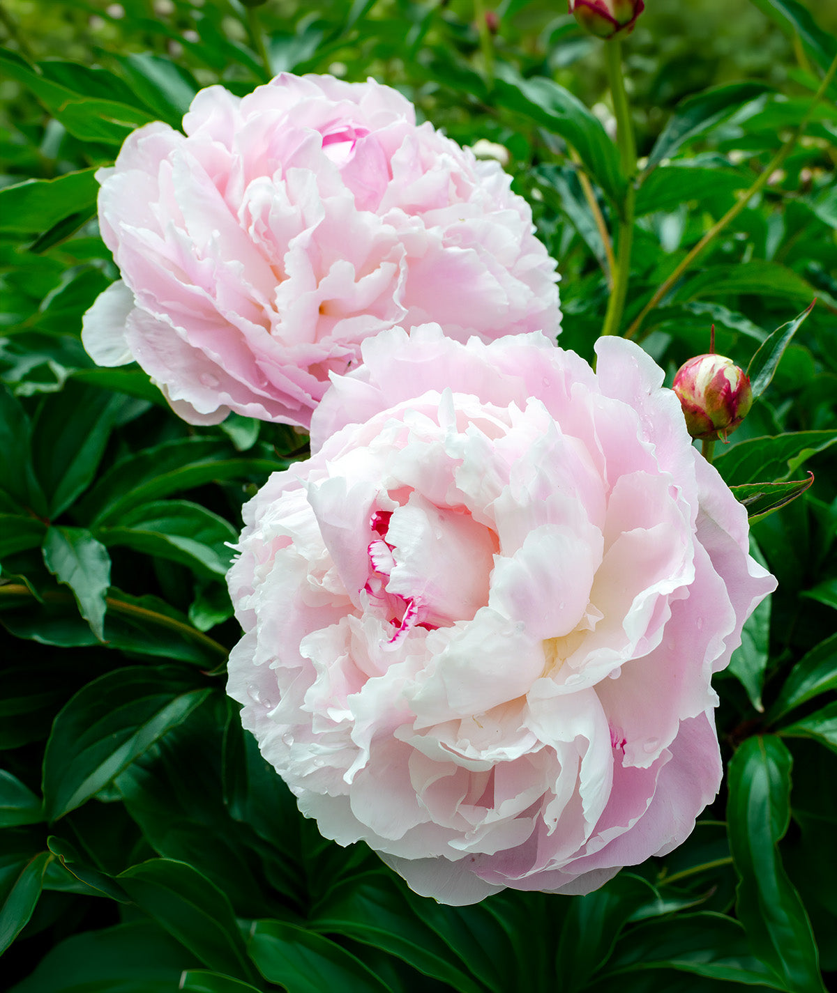 Shirley Temple Peony - 1 root division