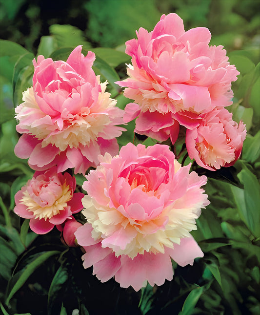 Peony Sorbet root division from BloomingBulb, showcasing vibrant pink and white flower buds and healthy green foliage.