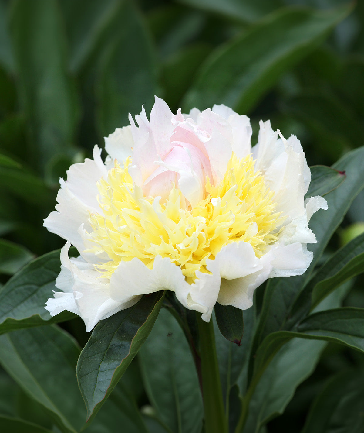 Top Brass Peony - 1 root division