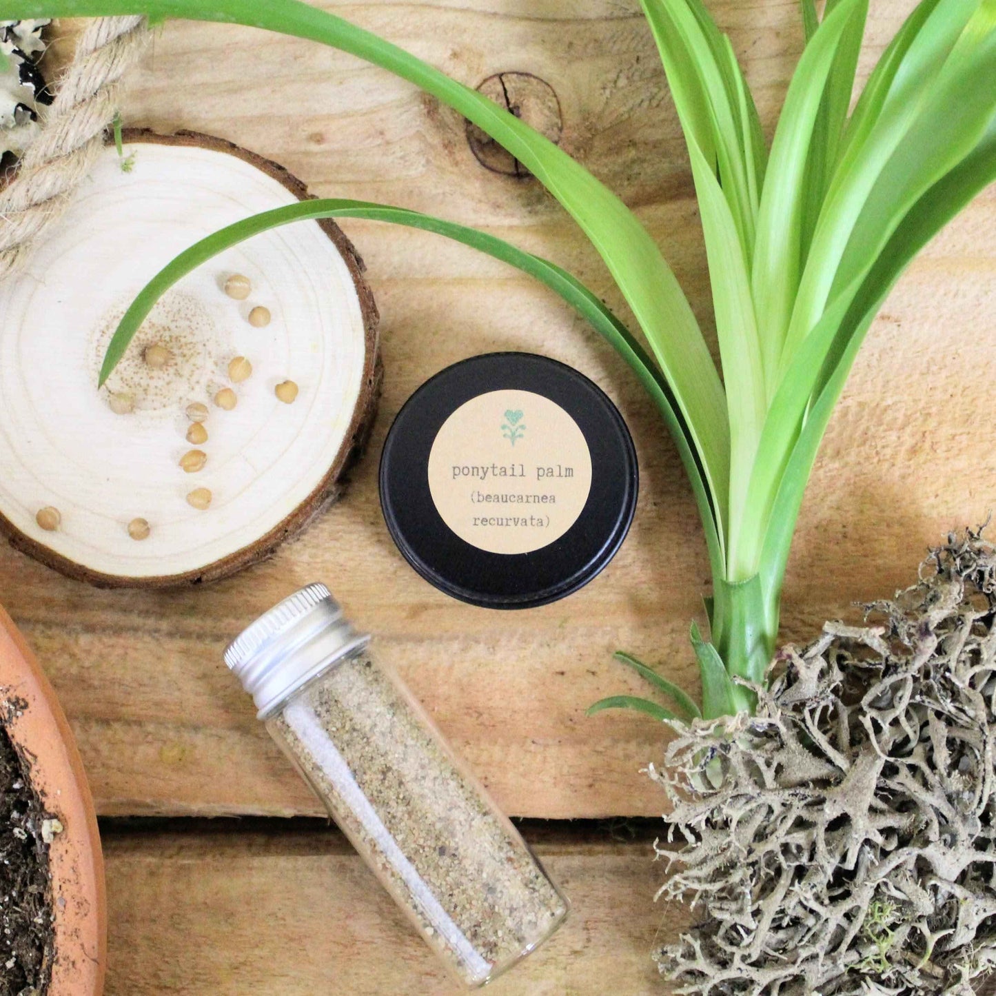 Pet-Friendly Houseplant Seed Collection - Blessings Grow Meadows -