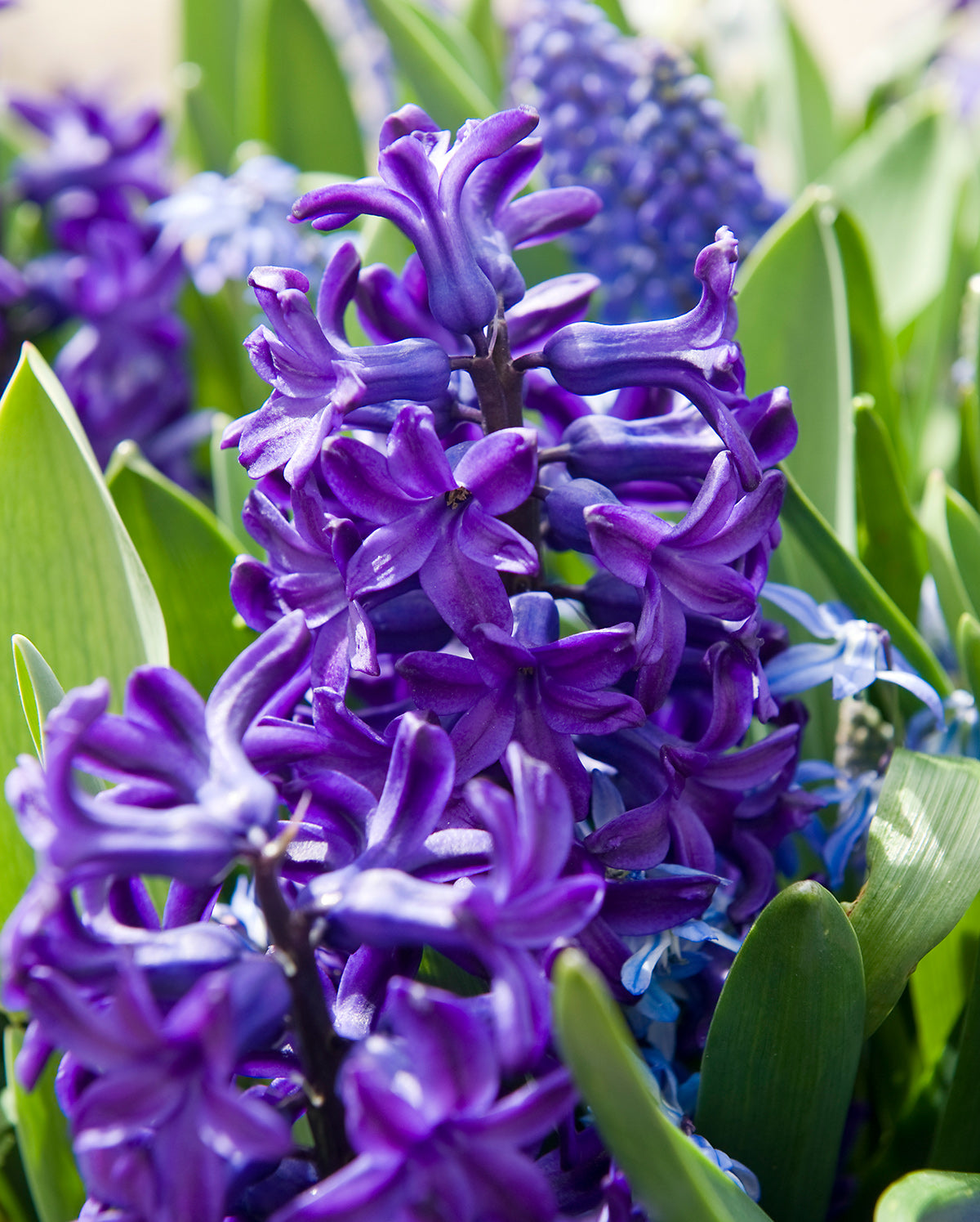 Peter Stuyvesant Hyacinth - 10 bulbs