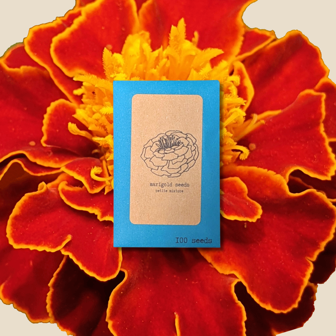 Petite Marigold Seeds - Blessings Grow Meadows -