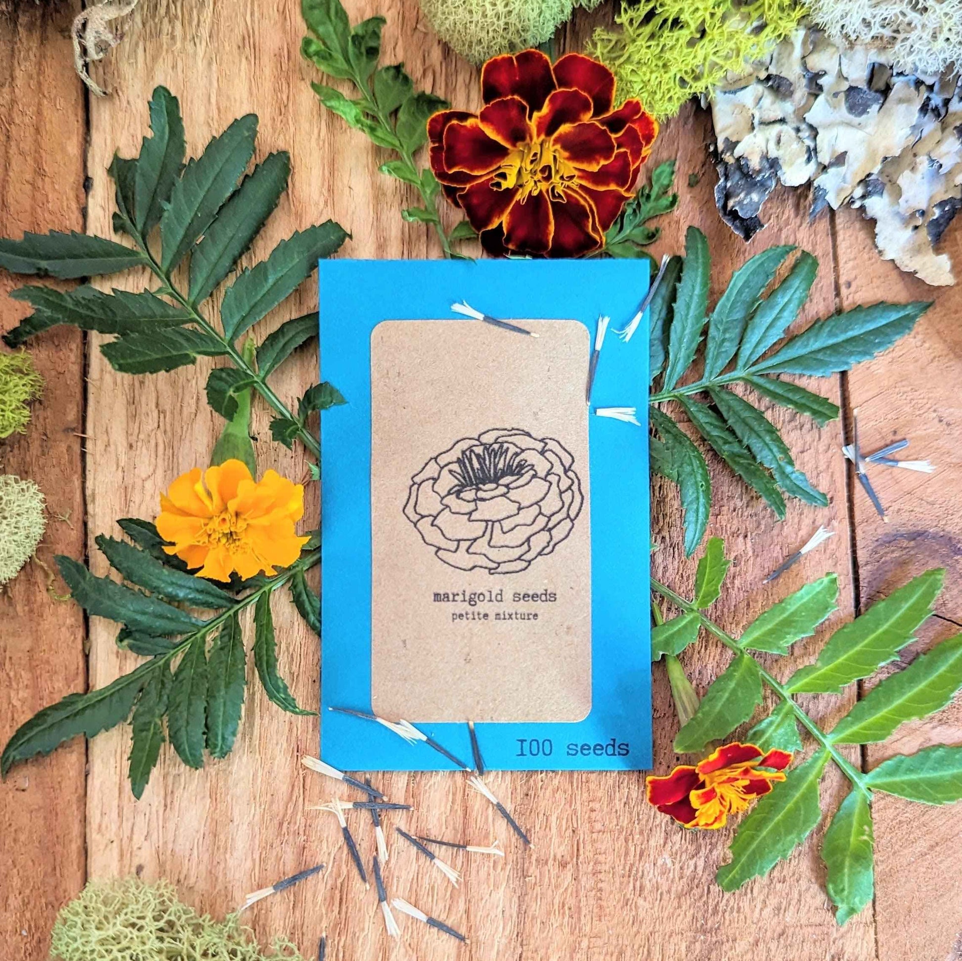 Petite Marigold Seeds - Blessings Grow Meadows -