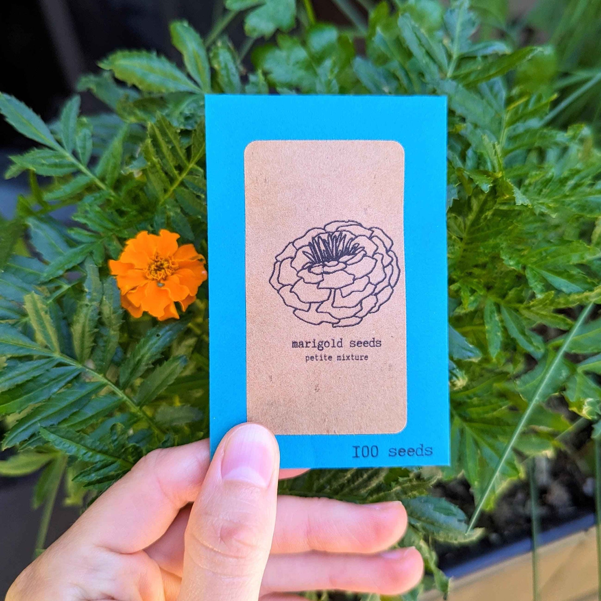 Petite Marigold Seeds - Blessings Grow Meadows -