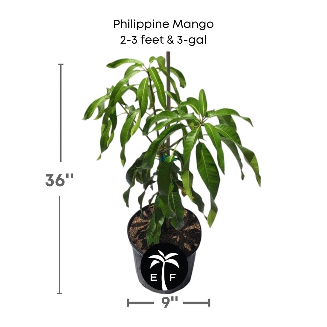 Philippine Filipino Mango Tree, Manila Grafted - Blessings Grow Meadows
