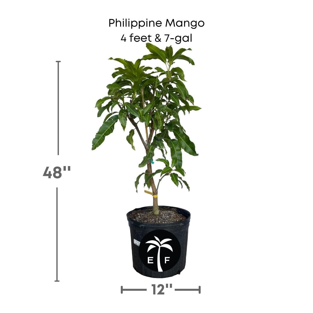 Philippine Filipino Mango Tree, Manila Grafted - Blessings Grow Meadows