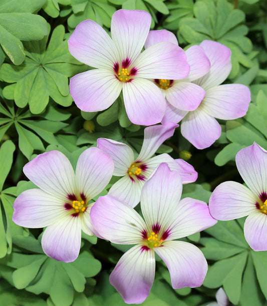 Pink Carpet Oxalis specialty bulbs from BloomingBulb, showing vibrant pink flowers and green foliage in a garden setting.