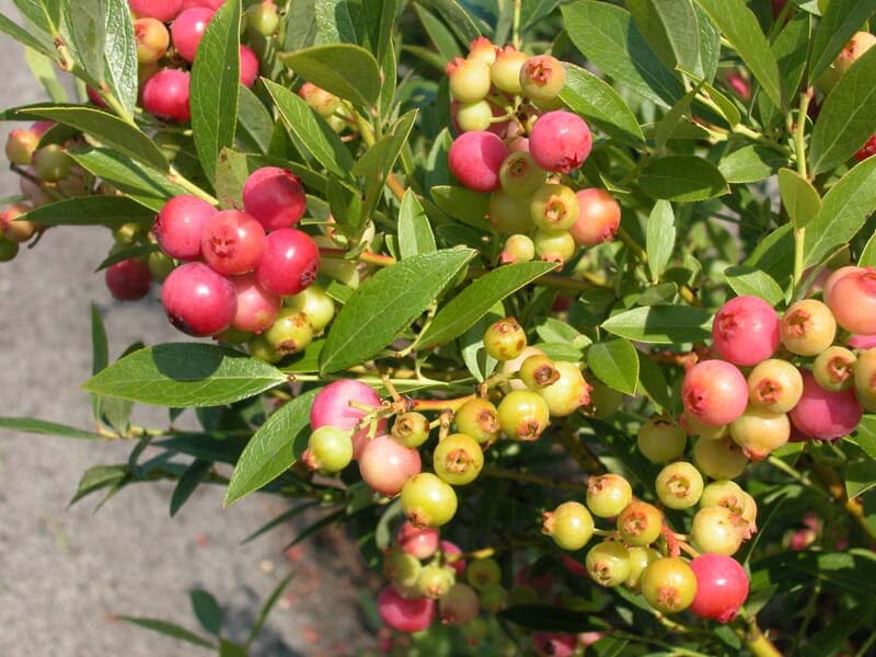 Pink Lemonade Blueberry Plant - Vibrant Flavor for Your Garden - Blessings Grow Meadows -