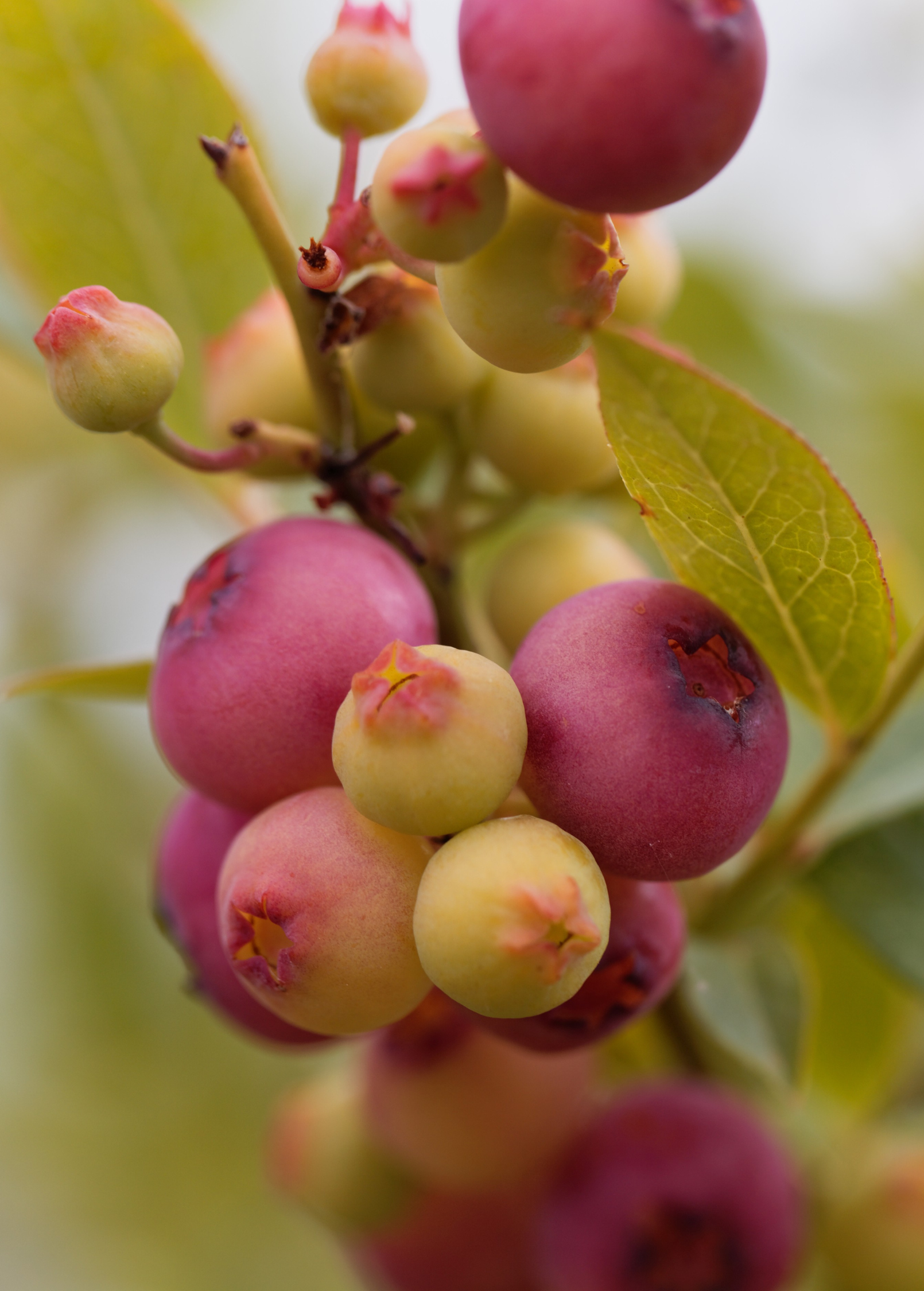 Blueberry 'Pink Lemonade' fruiting plant by Sow Exotic with vibrant pink and green foliage, ready for planting.