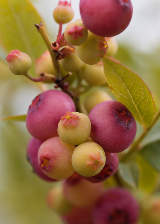 Blueberry 'Pink Lemonade' fruiting plant by Sow Exotic with vibrant pink and green foliage, ready for planting.
