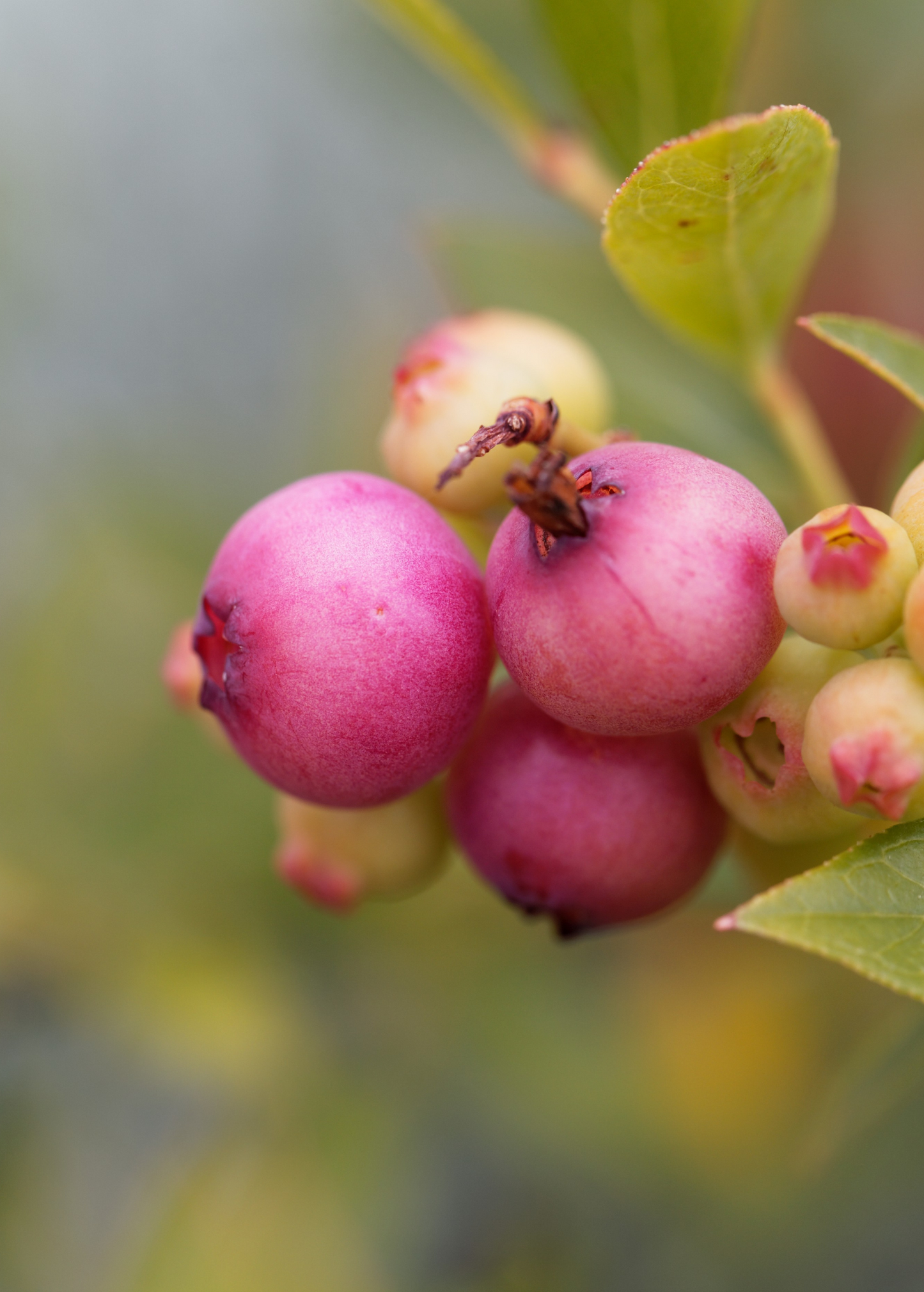 Blueberry 'Pink Lemonade' fruiting plant by Sow Exotic with vibrant pink-tinged berries and lush green foliage.