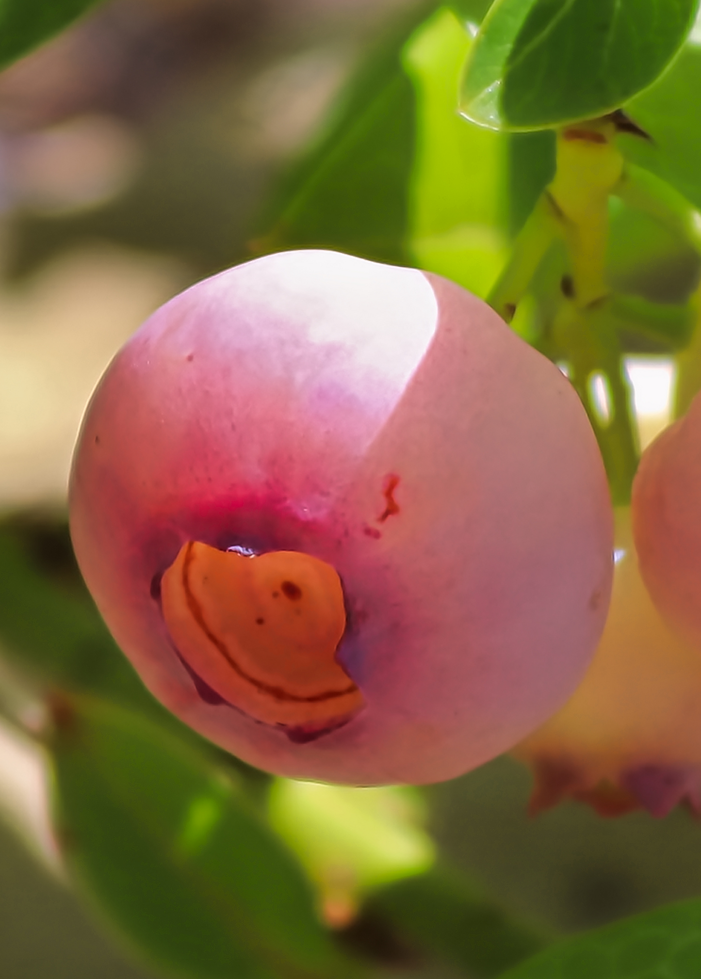 Blueberry 'Pink Lemonade' fruiting plant by Sow Exotic, showing vibrant pink-tinged berries on lush green foliage.
