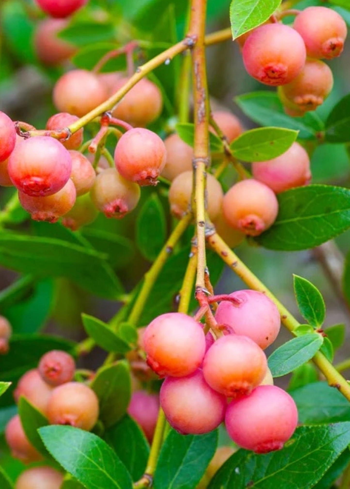 Blueberry Pink Lemonade fruiting plant by Sow Exotic with green leaves and pink-tinged blueberries on a healthy bush