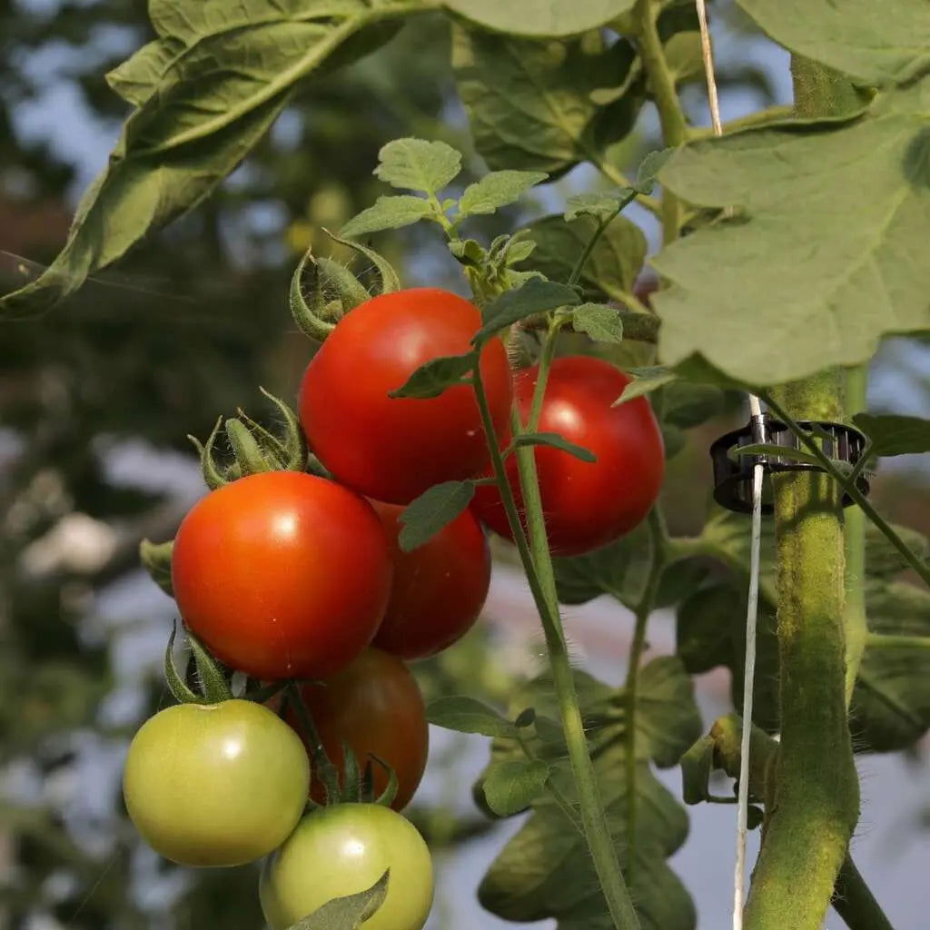 Plant Support Vine Clips - Blessings Grow Meadows