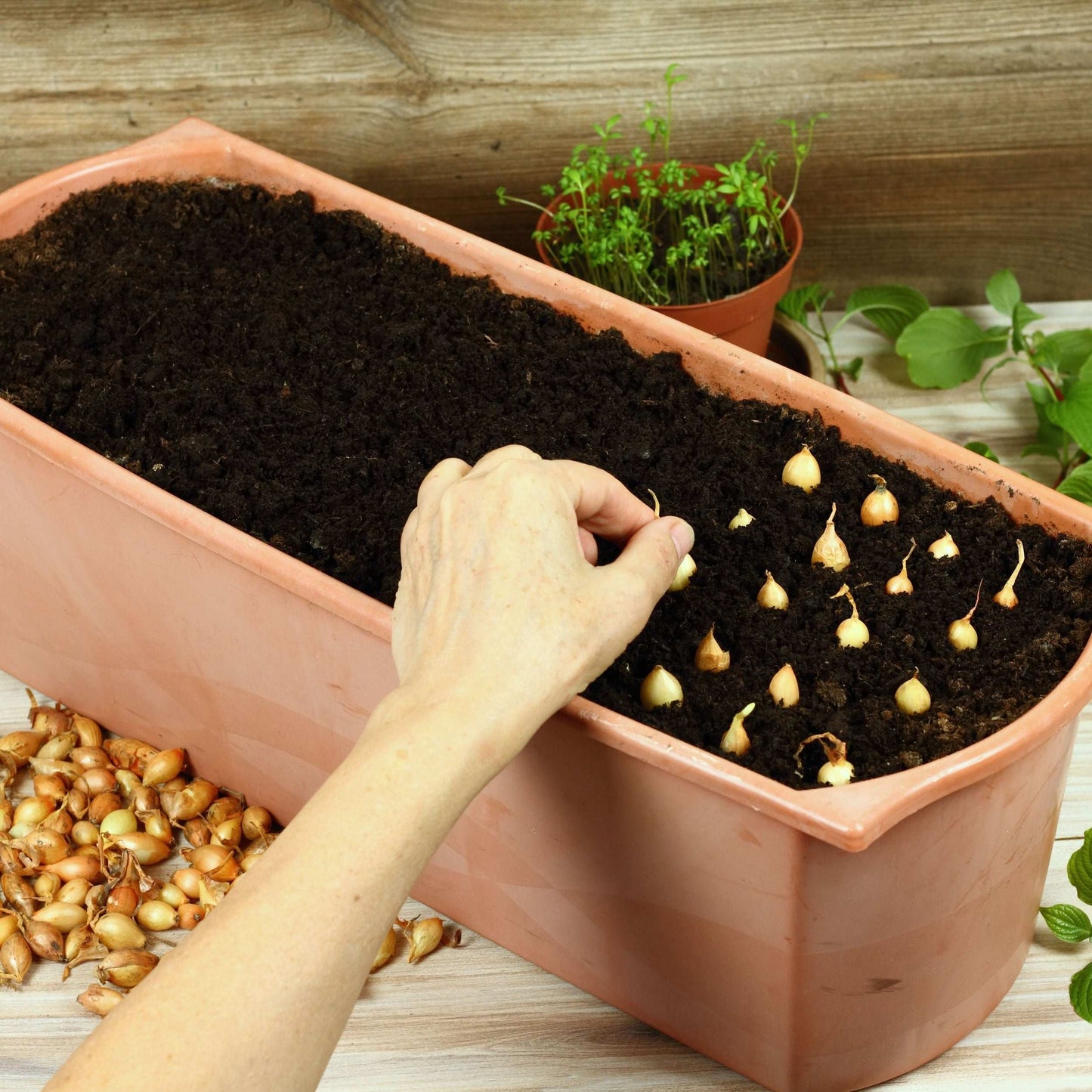 Bulk Mixed Red White & Yellow Onion Sets 4 Lbs. Non-GMO 400+ Bulbs - Blessings Grow Meadows