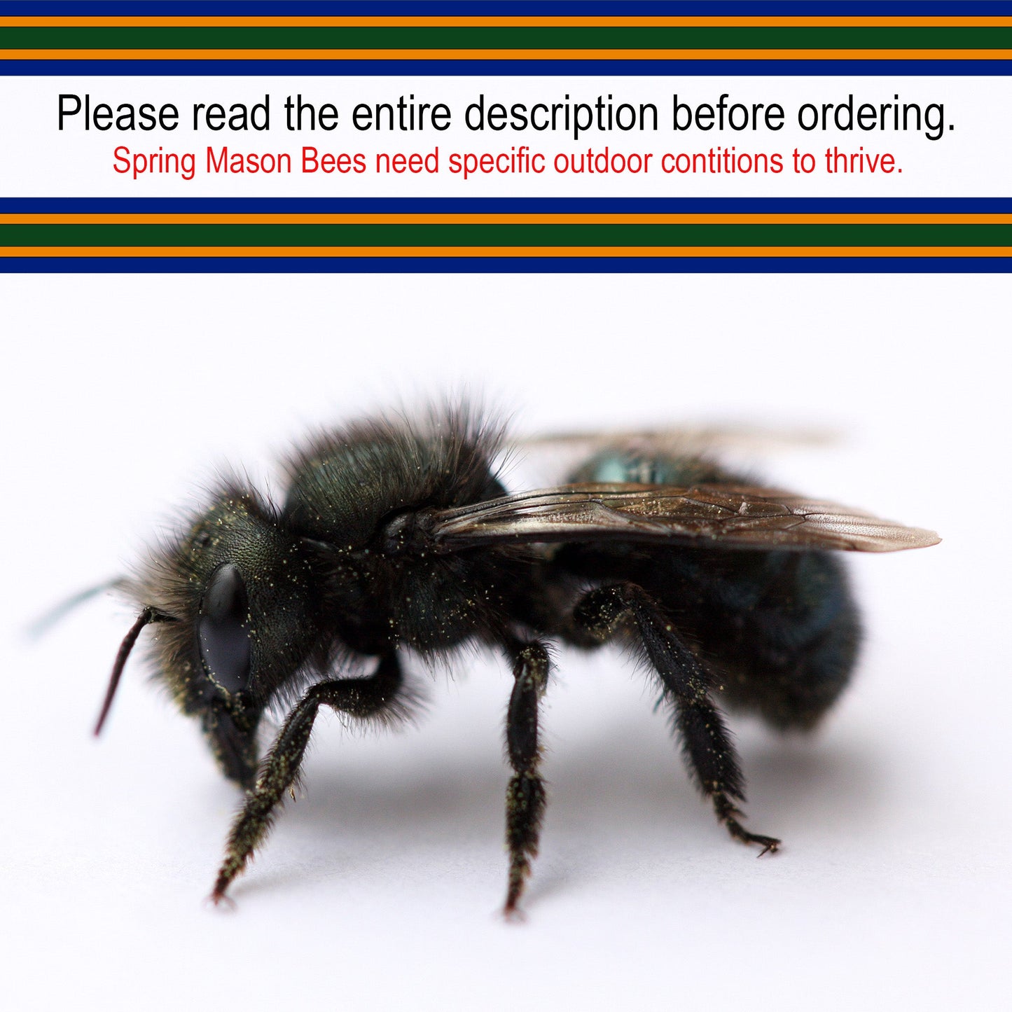 Buy Mason Bees | 40+ OBA Certified Cocoons with Free 2 Day Shipping - Blessings Grow Meadows