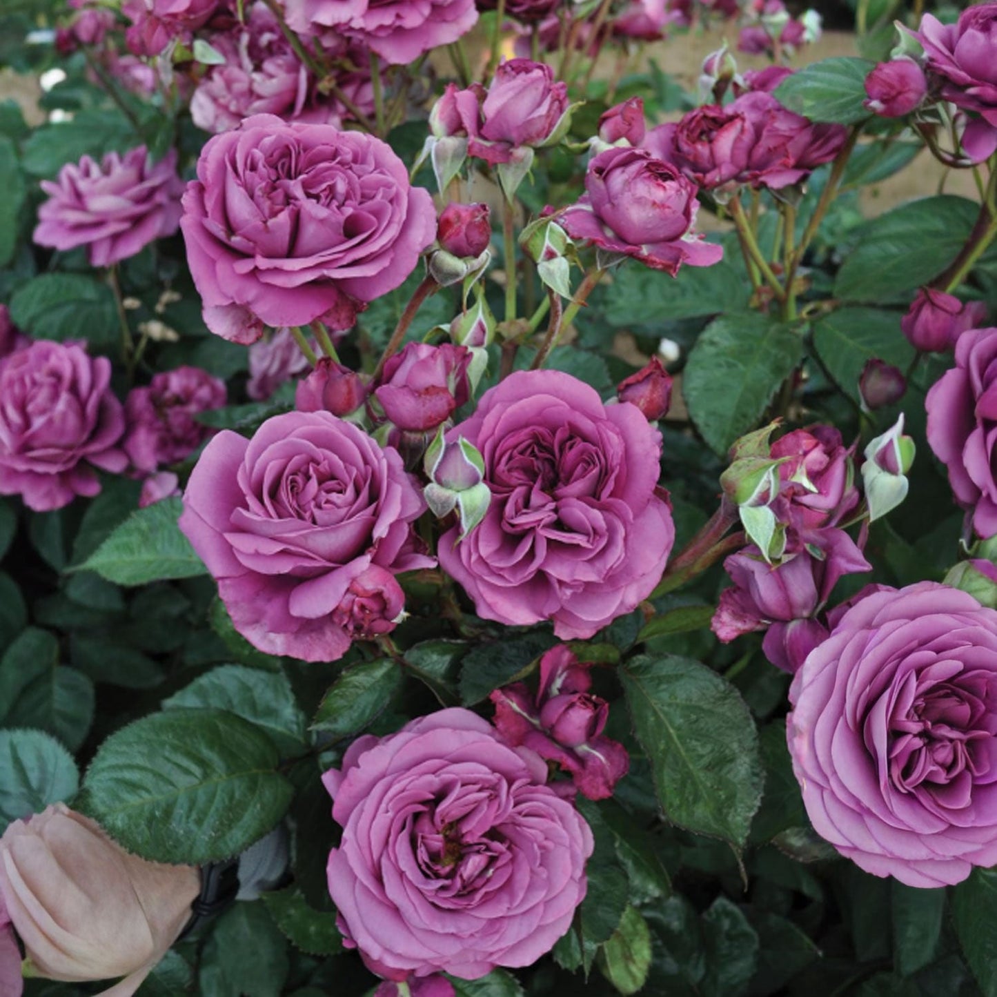 Fresh Garden Living Plum Perfect Rose in a 1.5-gallon pot, showcasing vibrant purple blooms and lush green foliage.