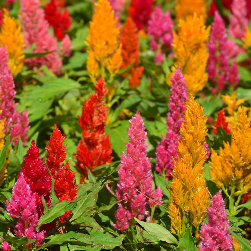 Plume Celosia Mix Seeds (Organic) - Blessings Grow Meadows