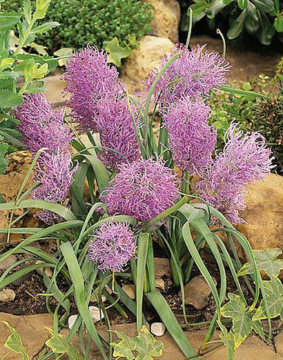 Cluster of Plumosum Muscari comosum bulbs from BloomingBulb, showing their textured, bulbous roots ready for planting.