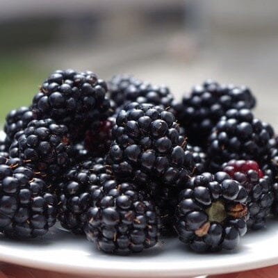 Prime-Ark® 45 Blackberry Plant