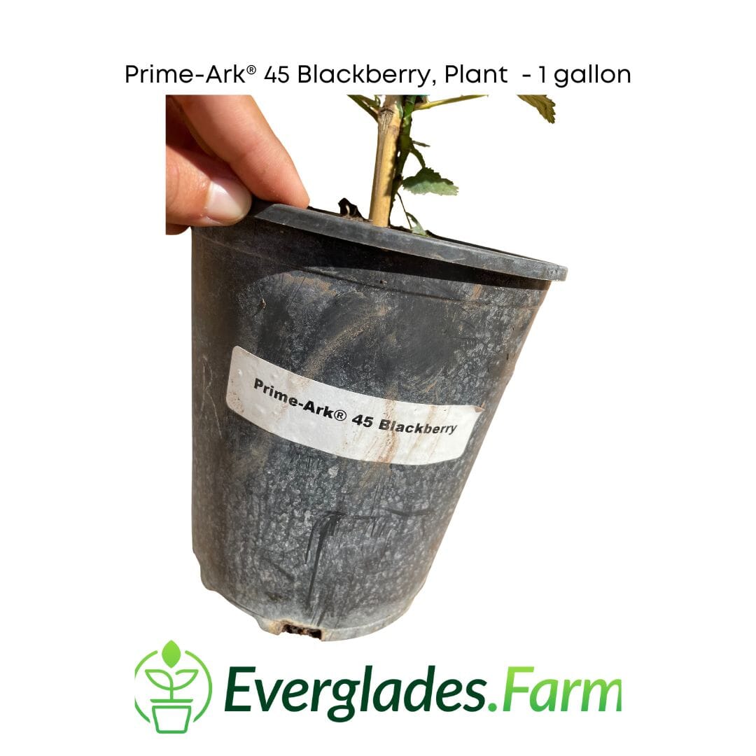 Prime-Ark® 45 Blackberry Plant - Blessings Grow Meadows