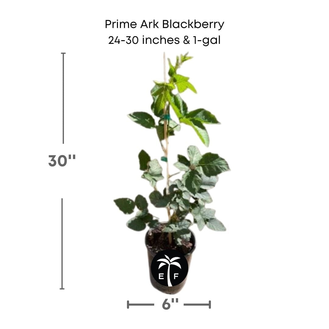 Prime-Ark® 45 Blackberry Plant - Blessings Grow Meadows
