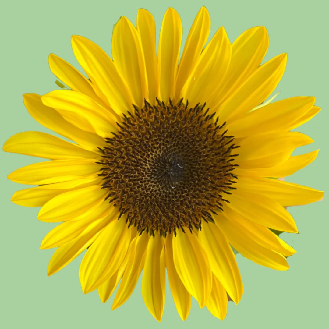 Sunflower ProCut Peach seeds from John's Plant Adventures, showing healthy peach seed packets for planting.