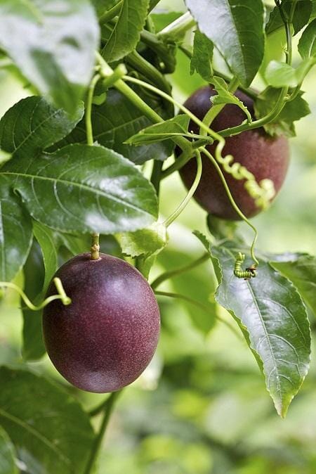 Purple Passion Fruit Vine Maracuya Morado - Blessings Grow Meadows -