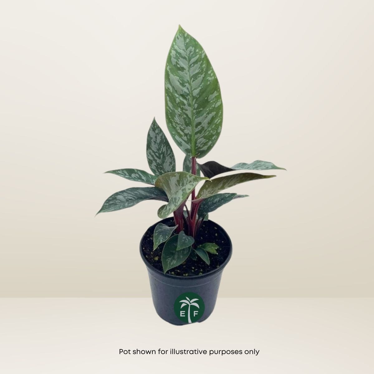 Purple Sword Apoballis Lavallaei - Rare Tropical Plant - Blessings Grow Meadows -