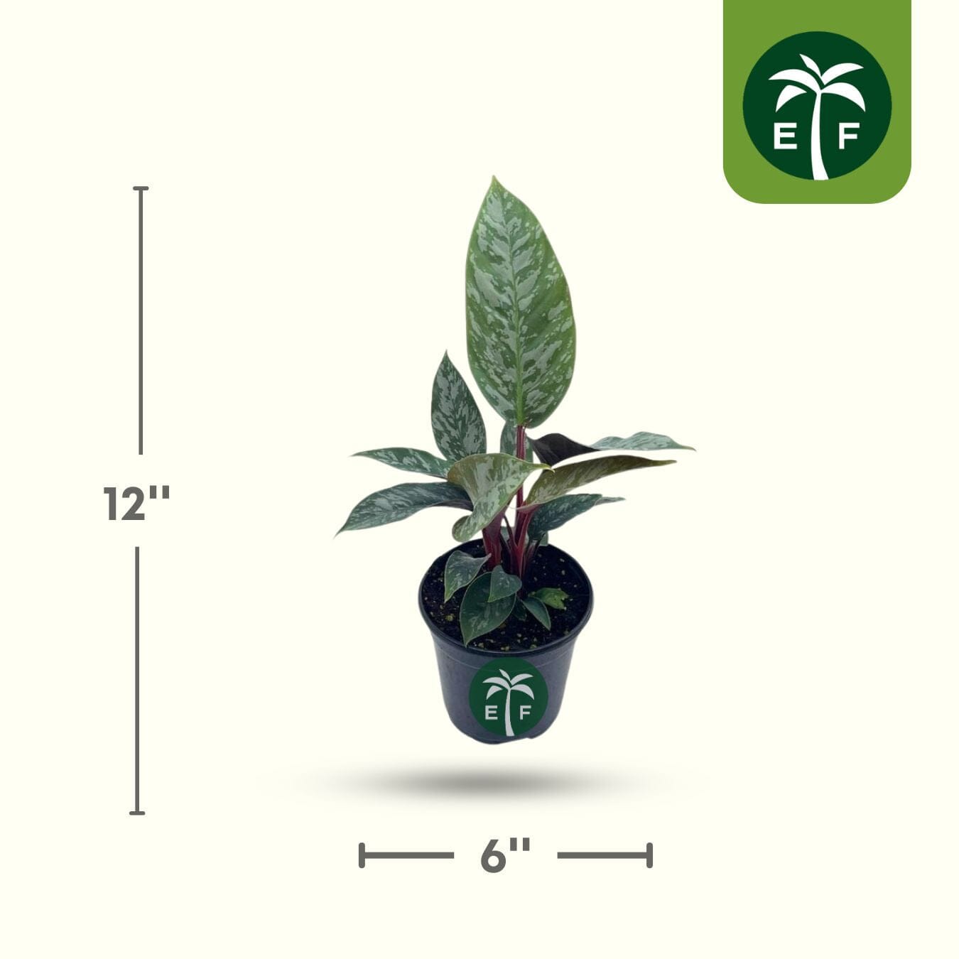 Purple Sword Apoballis Lavallaei - Rare Tropical Plant - Blessings Grow Meadows -