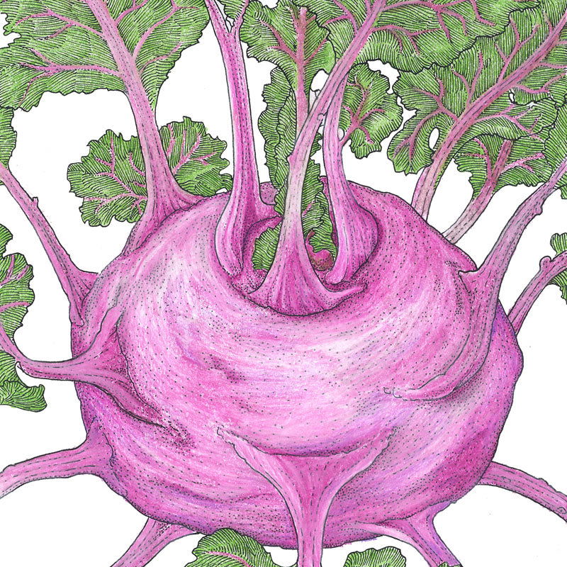 Purple Vienna Kohlrabi Seeds (Organic) - Blessings Grow Meadows