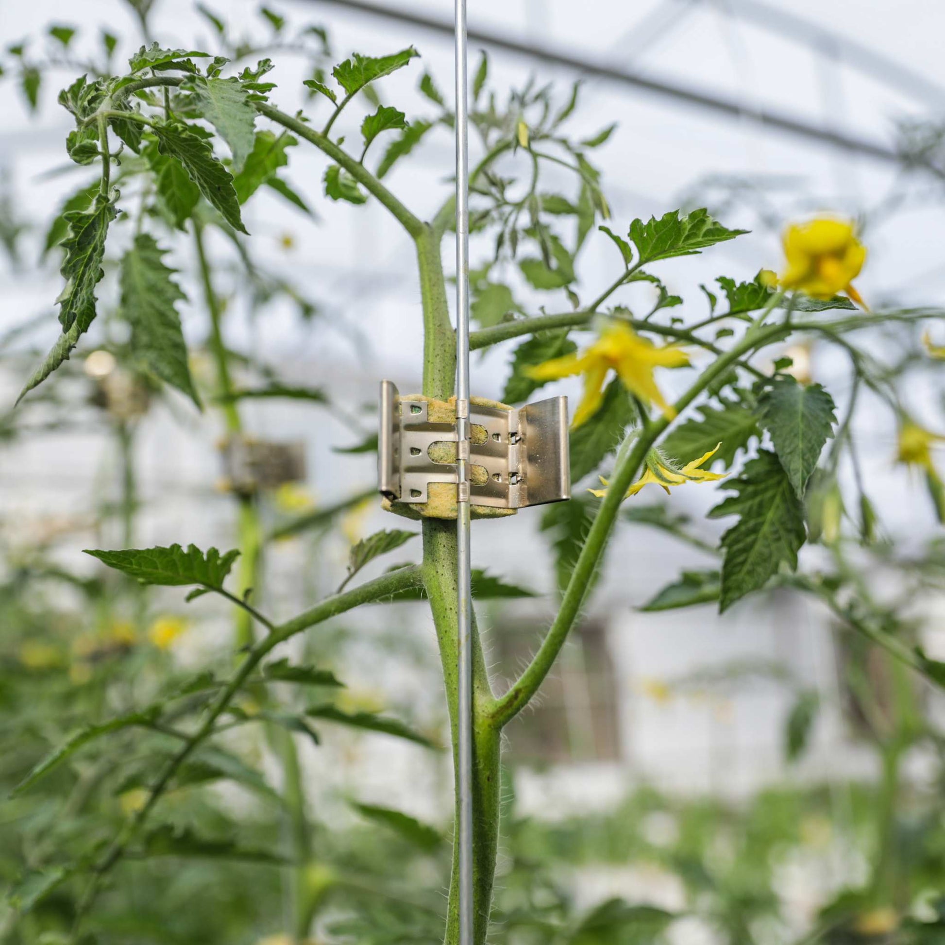 Qlipr Trellising System - Blessings Grow Meadows