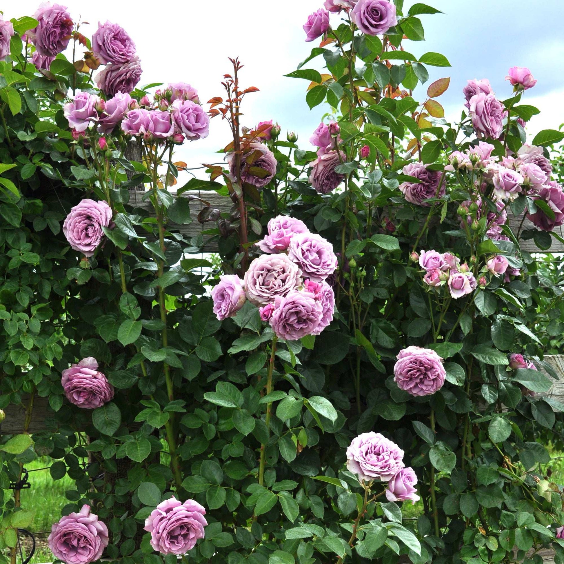 Arborose Quicksilver Purple Climbing Rose 1.5 Gallon Pot - Blessings Grow Meadows