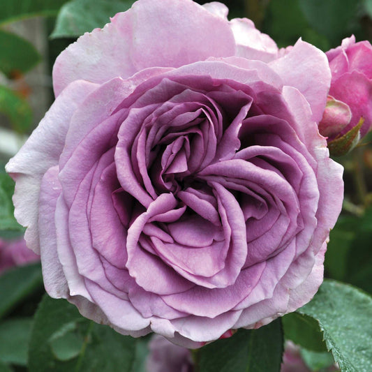 Close-up of Arborose Quicksilver Purple Climbing Rose in a 1.5-gallon pot, showing vibrant purple blooms and lush green foliage.