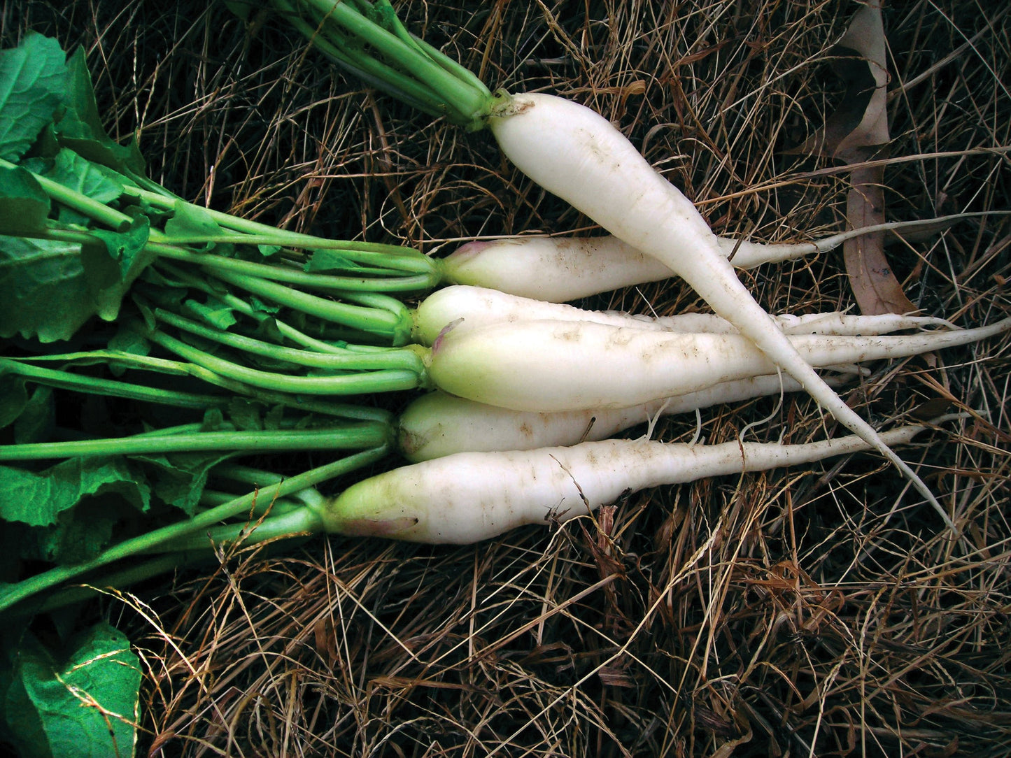 White Icicle Radish - Blessings Grow Meadows