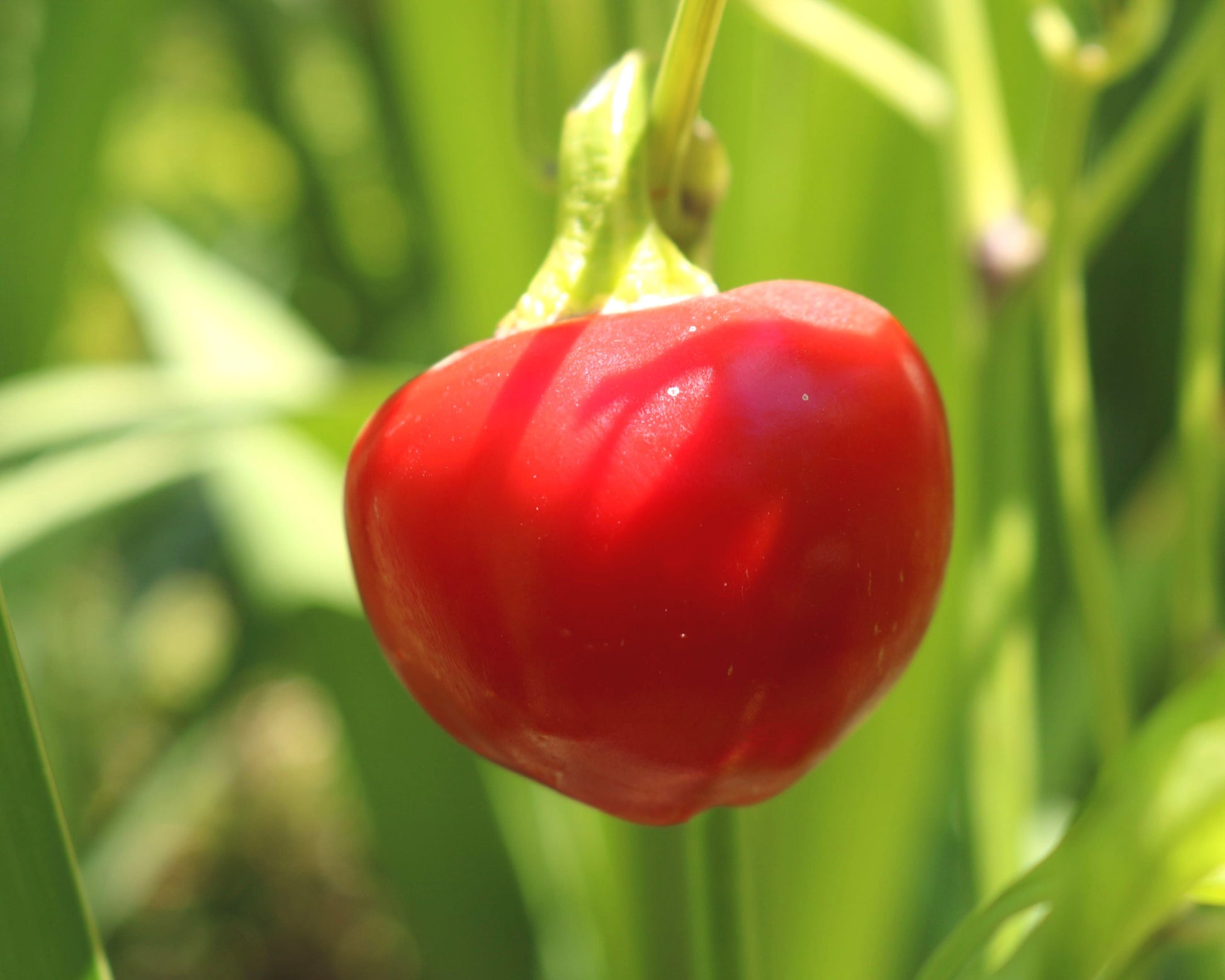 A close-up of a ripe Time Bomb Hybrid Pepper from Seeds 'n Such, perfect for pickling, hangs from its green stem amid blurred leaves and stems in the background.