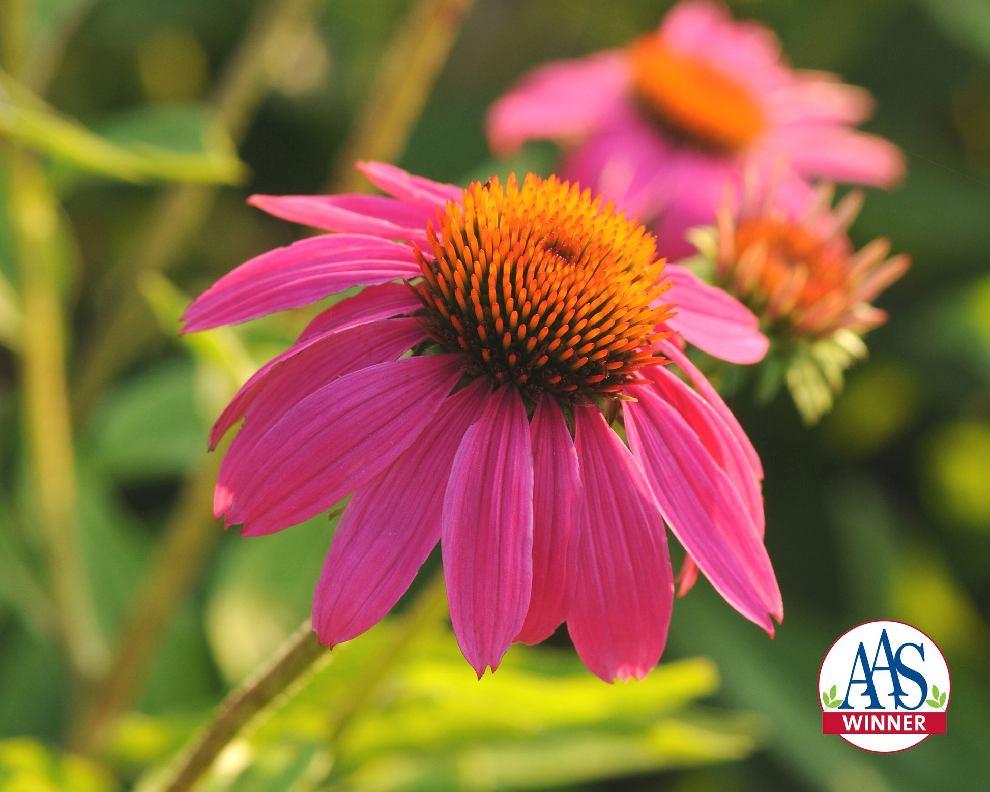 Powwow Wild Berry - Blessings Grow Meadows