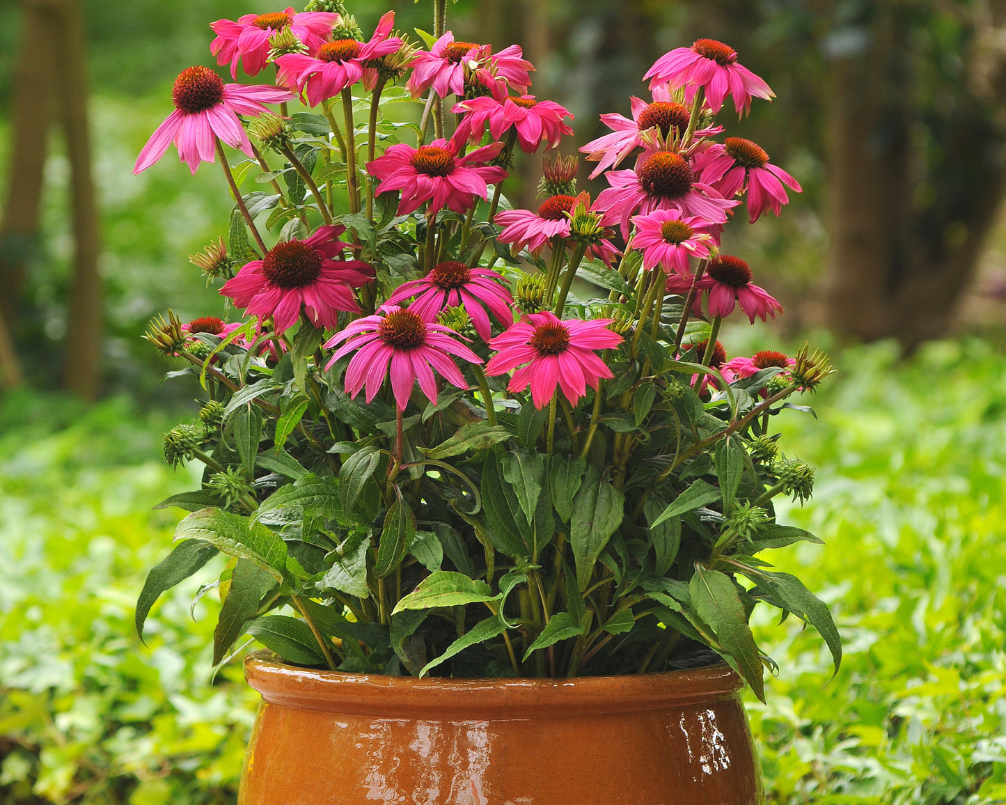 Powwow Wild Berry - Blessings Grow Meadows