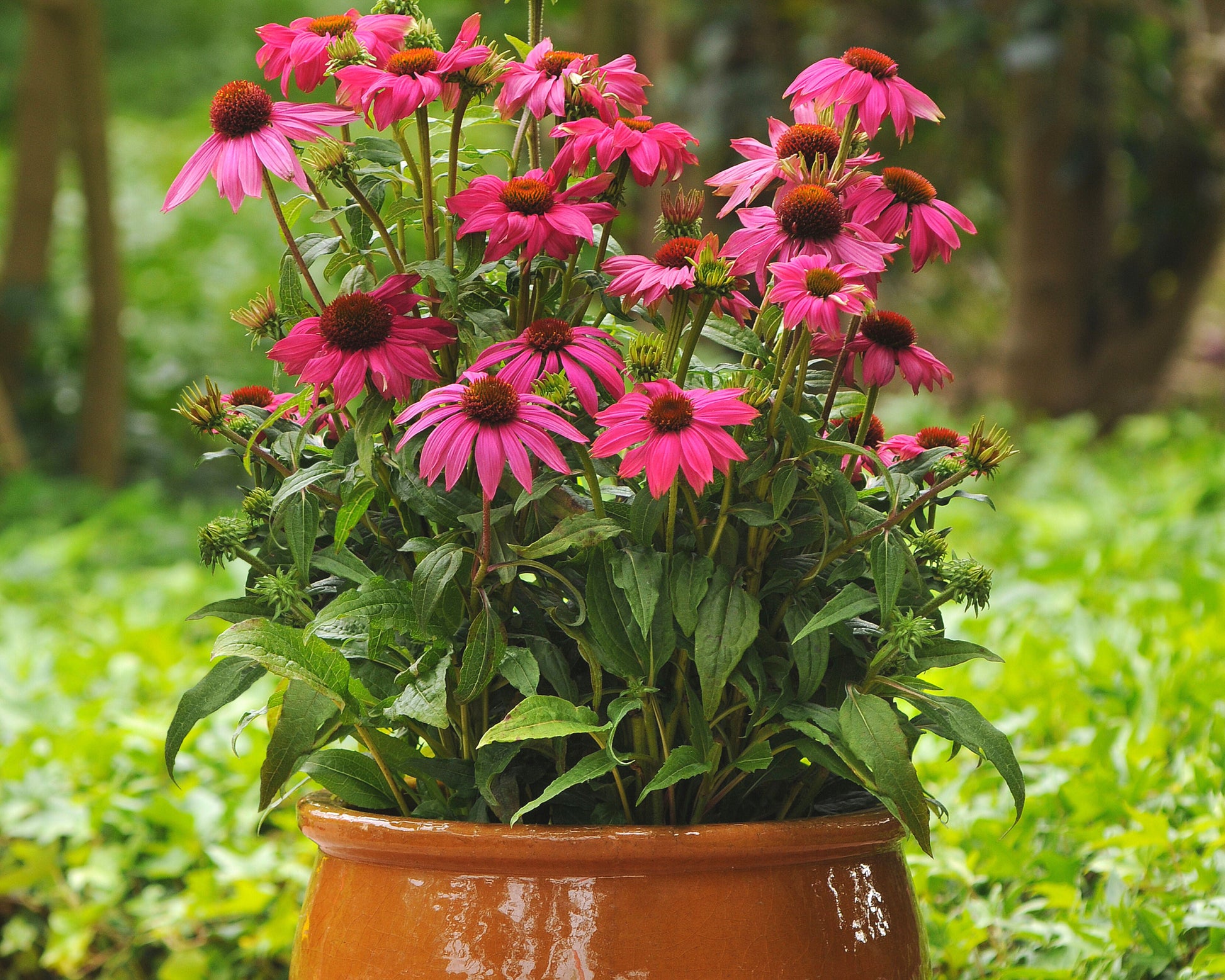 Powwow Wild Berry - Blessings Grow Meadows