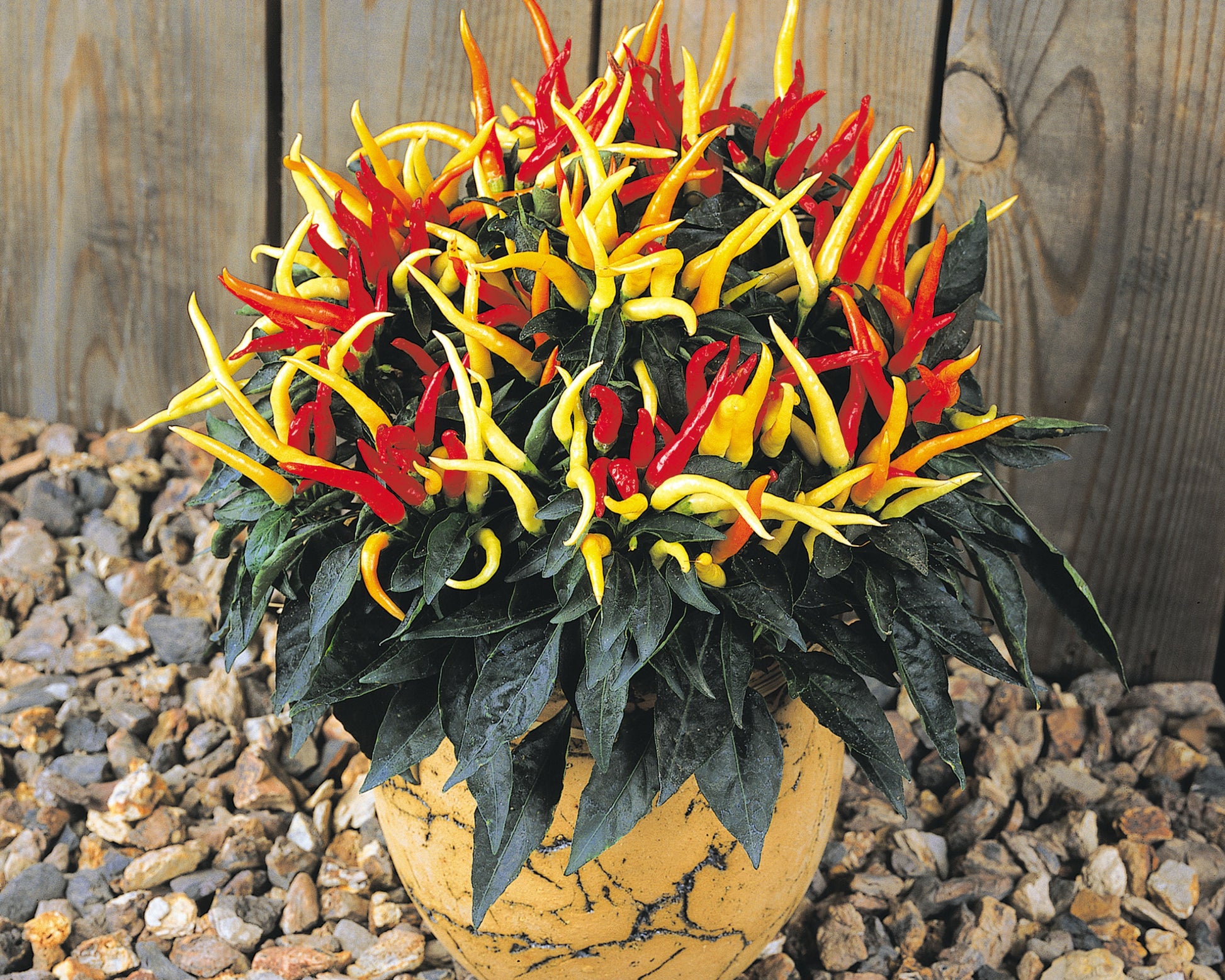 Medusa Pepper Seeds - Blessings Grow Meadows