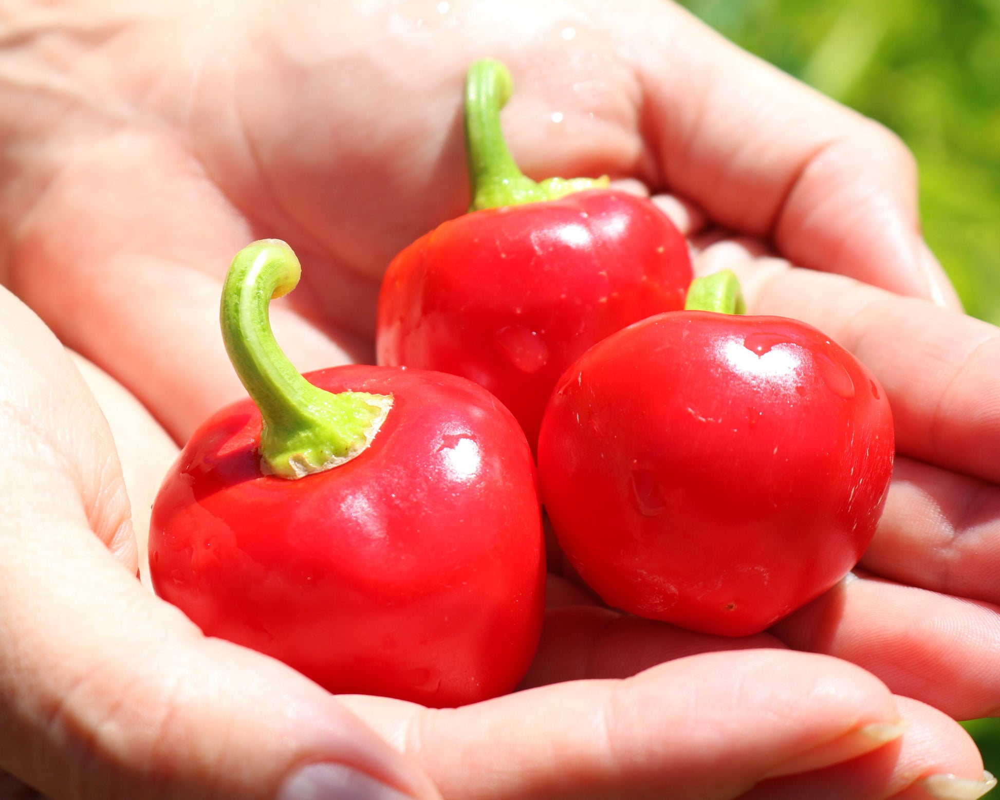 A close-up of two hands gently holding three round, shiny Time Bomb Hybrid Peppers with green stems from Seeds 'n Such, perfect for pickling or canning, against a softly blurred natural background.