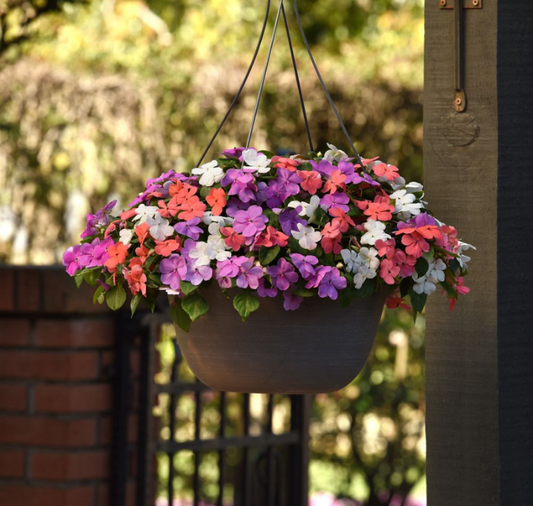 Beacon Pearl Island Mix Impatiens Seeds - Blessings Grow Meadows