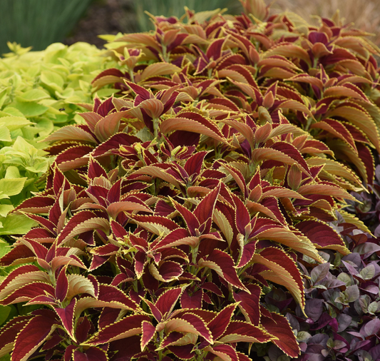 Premium Sun Ruby Hearts Coleus Seeds - Blessings Grow Meadows