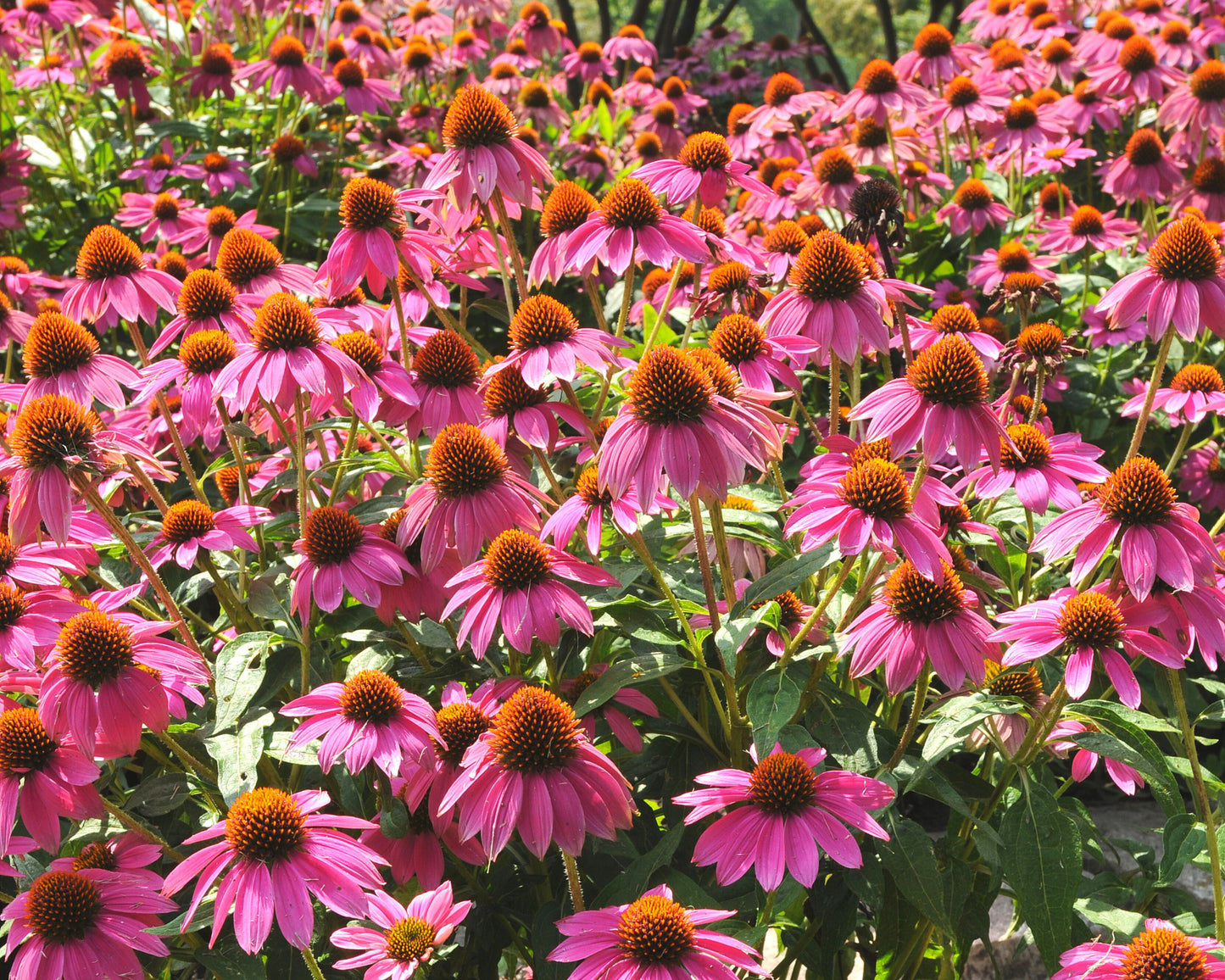 Powwow Wild Berry - Blessings Grow Meadows
