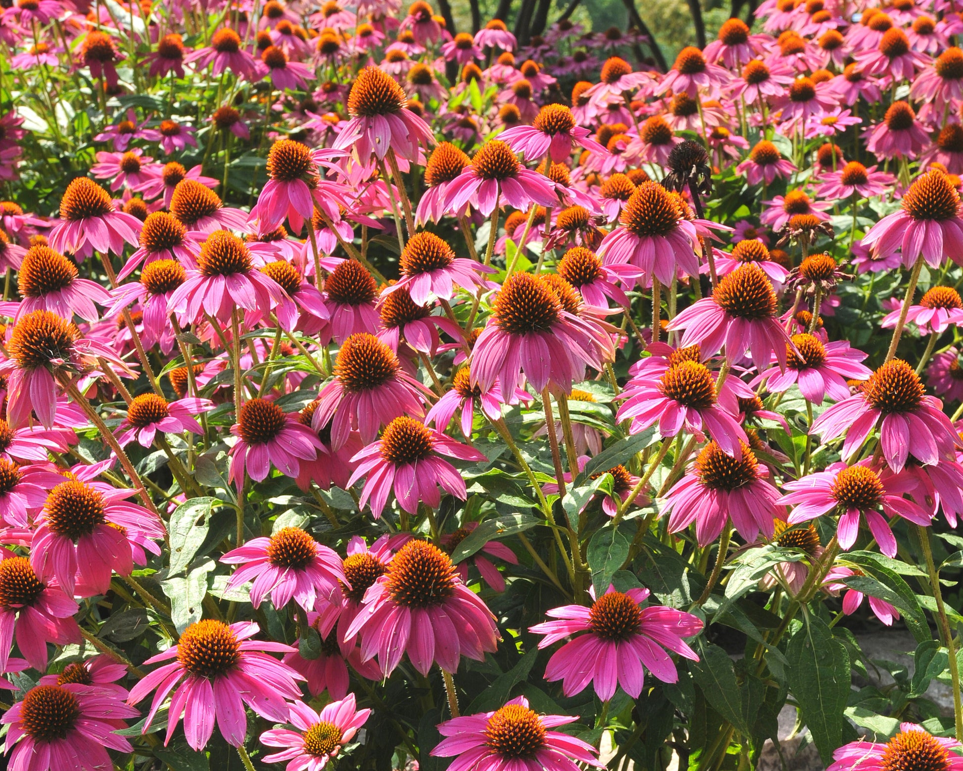 Powwow Wild Berry - Blessings Grow Meadows