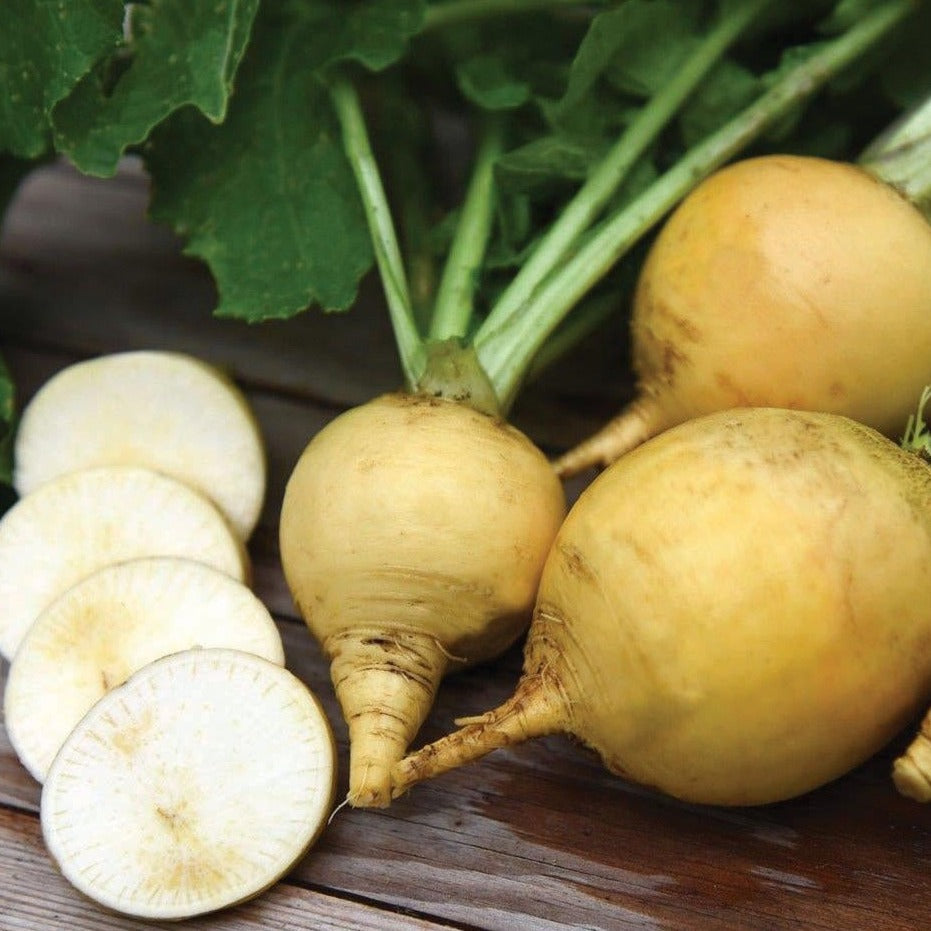 Golden Ball Turnip - Blessings Grow Meadows