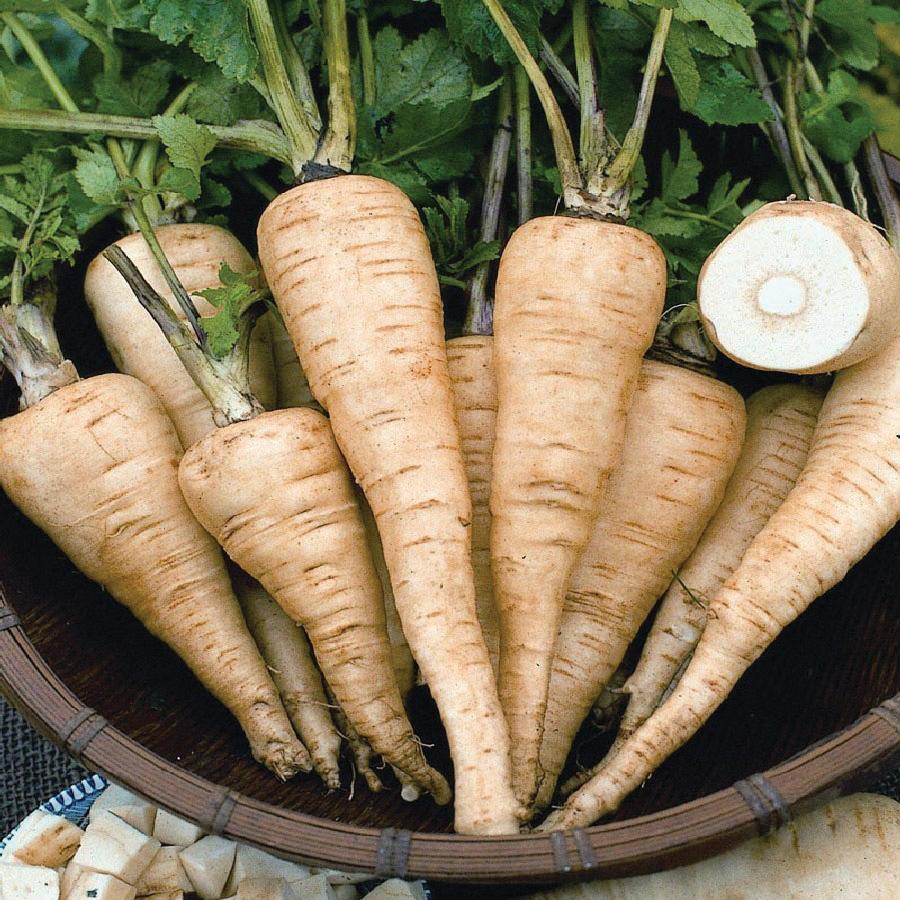 Hollow Crown Parsnip - Blessings Grow Meadows