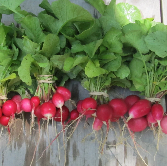 Radiant Radish Mix - Blessings Grow Meadows -