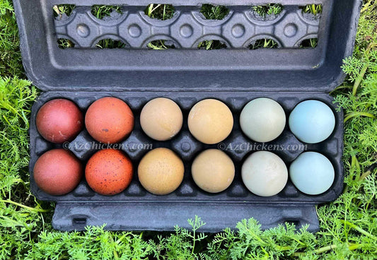 Rainbow Egg Assortment – Buy 10 + 5 Bonus Free (15 All-Female, Shipping Included) - Blessings Grow Meadows